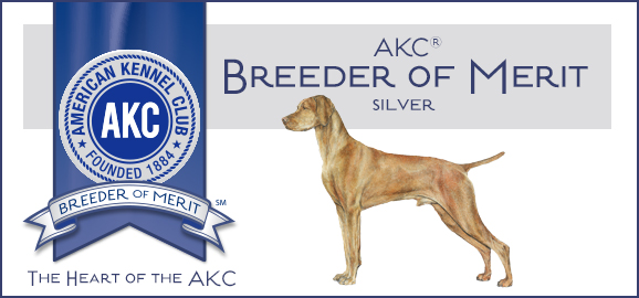Akc deals vizsla puppies